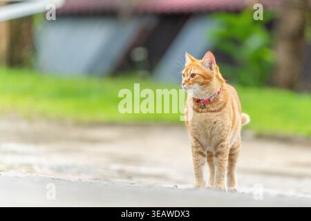 Ginger tabby Red Cat erkundet an einem sonnigen Tag in der Nähe einer grasbewachsenen Gegend in einer Nachbarschaft die Natur Stockfoto