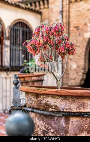 Rosa Kalanchoe-Blüten in rustikalen Terrakottatöpfen auf einem traditionellen spanischen Balkon in Barcelona, Spanien Stockfoto