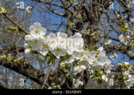Detail von blühenden weißen Blüten auf Kirschbaum-Zweigen, aufgenommen im hellen Frühlingslicht im Obstgarten bei Stuttgart, Baden Wuttenberg Stockfoto
