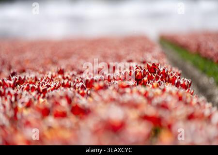 Rote Tulpenfelder in voller Blüte in den Niederlanden Stockfoto
