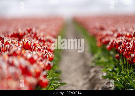Rote Tulpenfelder in voller Blüte in den Niederlanden Stockfoto