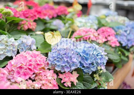 Wunderschöne Hortensie Blumen in verschiedenen Farben im Gartenladen. Frisch blühende Pflanzen für Wohndekoration und Gartenarbeit. Stockfoto