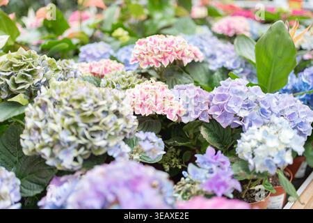 Nahaufnahme von Hortensienblüten in weichen Pastellfarben. Natürlicher floraler Hintergrund perfekt für Design und Dekoration. Stockfoto
