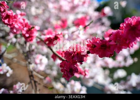 Eine Nahaufnahme einer rosafarbenen Kirschblüte Stockfoto