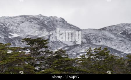 Südlicher Buchenwald (Nothofagus) vor schneebedeckten Bergen, bedecktem Himmel, Isla Navarino, Feuerland, Chile Stockfoto