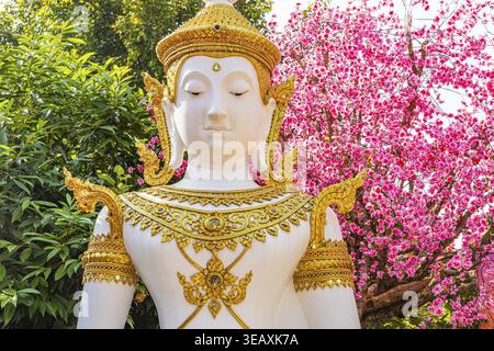 Kopf einer Buddha-Figur vor einem blühenden Kirschbaum, Altstadt, Chiang Mai, Thailand Stockfoto