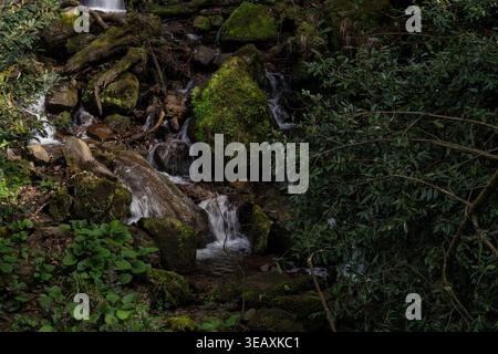 Bergbach fließt über feuchte moosbedeckte Felsen und umgestürzte Baumstämme und bildet kleine Wasserfälle, umgeben von üppigem Grün und blühenden Pflanzen Stockfoto