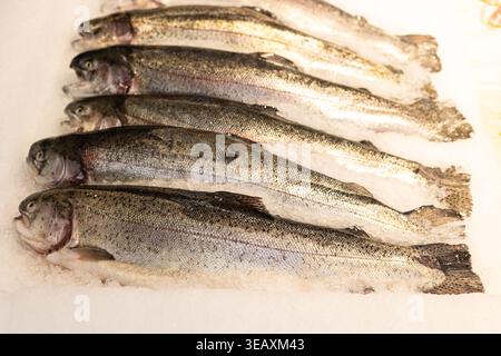 Flussforelle frischer Fisch auf Eis auf einem Lebensmittelmarkt Stockfoto