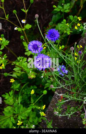 Kornblume (Centaurea cyanus). Hellblau-violette Blüten, medizinische, Lebensmittel-, Färbe- und Zierzwecke. Stockfoto