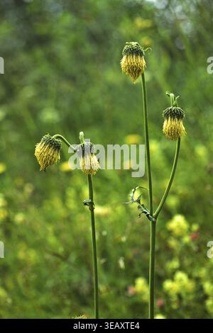 Cirsium erisithales, klebrige Distel Stockfoto
