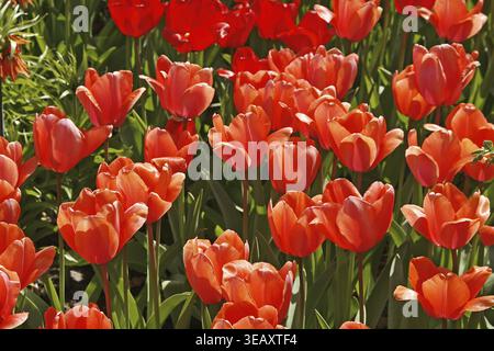 Tulipa 'Apricot Impression', Darwin Hybrid Tulpe Stockfoto