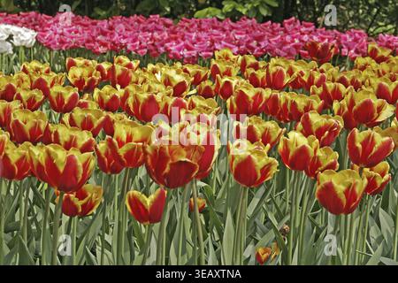 Tulipa 'Dänemark', Triumph Tulip, Den Mark Stockfoto