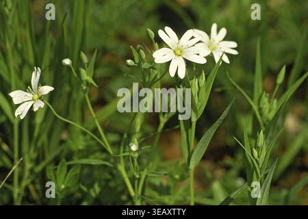 Stellaria Holostea, gemeiner Starweed, aufgeblähter Starweed Stockfoto