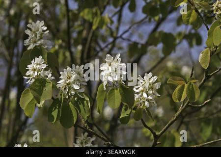 Amelanchier florida, Steinbirne Stockfoto