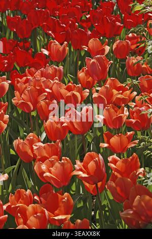 Tulipa 'Apricot Impression', Darwin Hybrid Tulpe Stockfoto