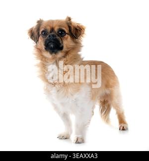 Terrier vor weißem Hintergrund Stockfoto