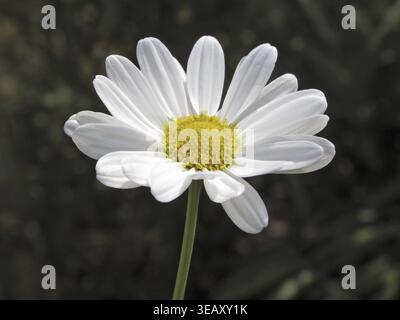 Argyranthemum broussonetii, Broussonets Gänseblümchen Stockfoto