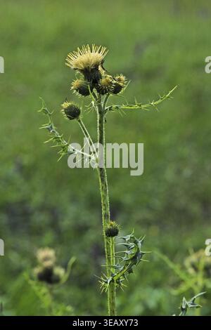 Cirsium erisithales, klebrige Distel Stockfoto