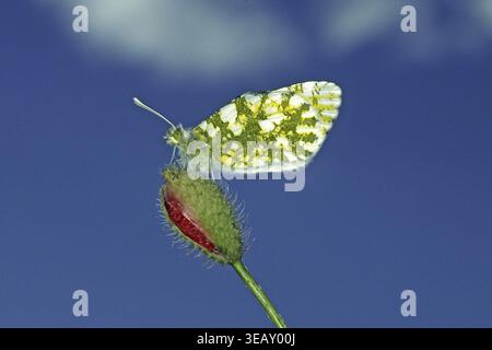 Euchloe Ausonia, Ausonia Weiße Stockfoto