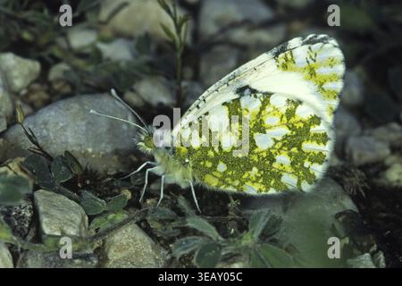 Euchloe Ausonia, Ausonia Weiße Stockfoto