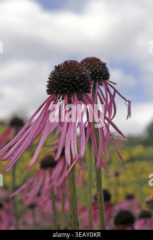 Echinacea pallida, Coneflower, Prärieligelkopf, blassvioletter Coneflower Stockfoto