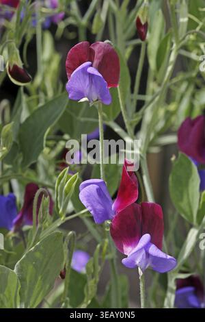Lathyrus odoratus „Cupanil's Originals“, duftende süße Erbse, süße Erbse Cupani Stockfoto