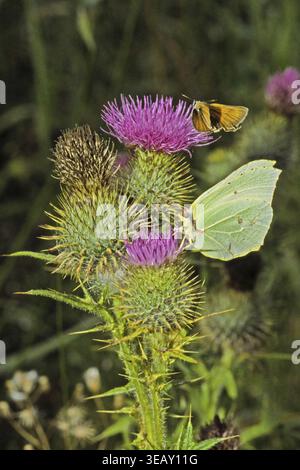 Cirsium vulgare, gemeine Thistle mit Zitronenfalter, Gonepteryx rhamni Stockfoto