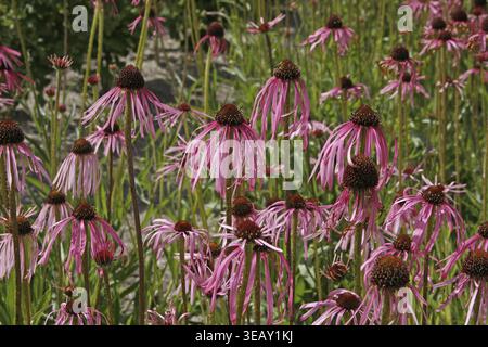Echinacea pallida, Coneflower, Prärieligelkopf, blassvioletter Coneflower Stockfoto
