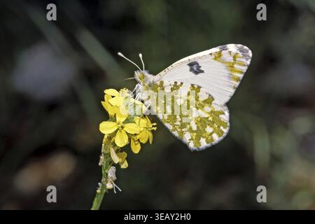 Euchloe Ausonia, Ausonia Weiße Stockfoto
