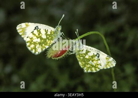 Euchloe Ausonia, Ausonia Weiße Stockfoto