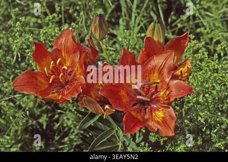 Lilium bulbiferum (ssp. Bulbiferum), rote Feuerlilie Stockfoto
