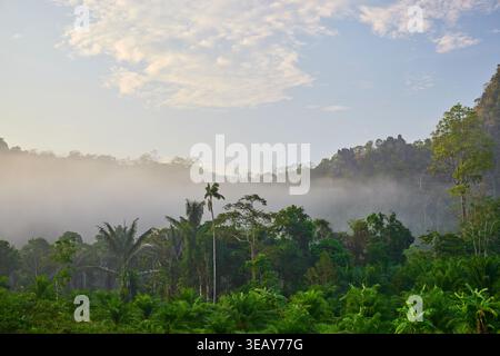 Üppig grüne Berge, umhüllt von atmosphärischem Nebel und Nebel unter einem weichen Stockfoto