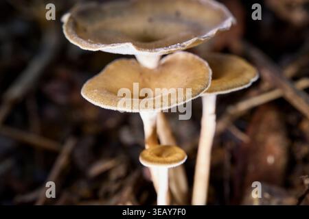 Zarte Wildpilze, die im tropischen Wald wachsen Stockfoto