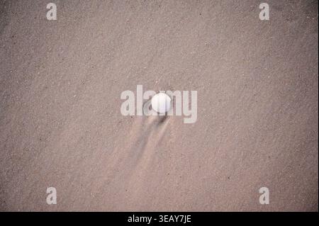 Eine Muschel auf strukturiertem Sand in der Strandszene von Gulf Shores Stockfoto