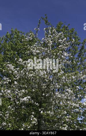 Malus ioensis, Savanna Wild Apple, Prairie Wild Apple, Prairie Crab Stockfoto
