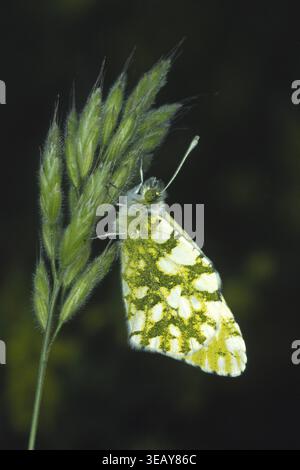 Euchloe Ausonia, Ausonia Weiße Stockfoto