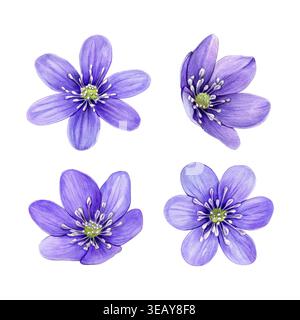 Lila Anemone hepatica (Leberblatt) Blüten in verschiedenen Winkeln. Handgezeichnete botanische Aquarellillustration isoliert auf weißem Hintergrund. Stockfoto