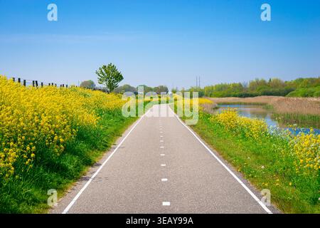 An einem sonnigen Frühlingstag im Erholungsgebiet Bentwoud, Niederlande, ist die malerische Landstraße gesäumt von gelben Rapsblumen entlang eines Kanals. Stockfoto