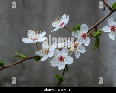 Weißer Kirschblütenzweig auf weichem grauen Hintergrund Stockfoto