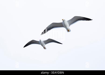 Ein Paar von Zwergmöwen (Larus fuscus) der Unterart intermedius im Flug, gefunden in Texel in den Niederlanden Stockfoto