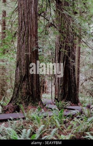 Kurviger Pfad durch den Redwood Forest Stockfoto
