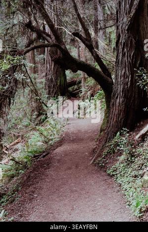 Kurviger Pfad durch den Redwood Forest Stockfoto