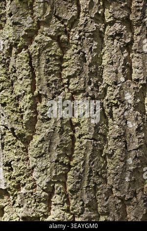 Quercus cerris, Puteneiche (Rinde) - Quercus cerris, Puteneiche (Rinde) Stockfoto