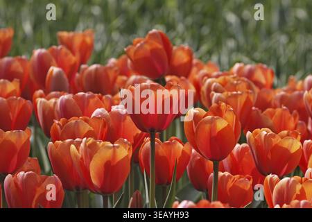 Tulipa 'Apricot Impression', Darwin Hybrid Tulpe Stockfoto