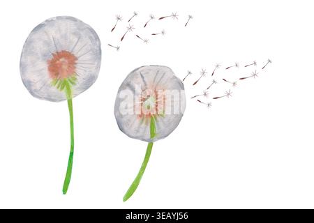 Wasserfarben Löwenzahn Samenköpfe, die auf dünne grüne Stiele blasen. Grauweiße flauschige Blüten mit braunen Mittelpunkten. Perfekt für Naturdrucke, Frühjahrskunst und m Stockfoto