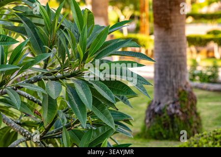 Grüne Plumeria frangipani Blätter gedeihen auf einem Zweig und zeigen lebendiges Laub in einem sonnigen tropischen Garten mit einem verschwommenen Palmenstamm und grünem Gr Stockfoto