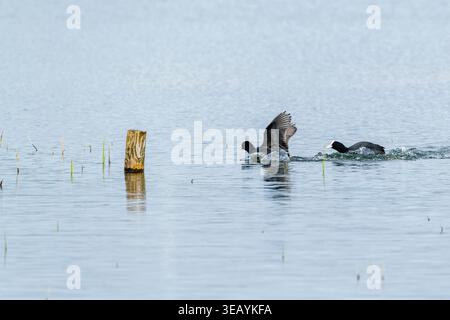Eurasische Kotflügel, die über die Wasseroberfläche laufen und während des territorialen Verhaltens in ruhigen Feuchtgebieten platzen. Stockfoto