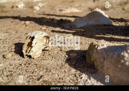 Tierschädel liegt auf trockenem, felsigem Boden in der Wüste marsa alam und symbolisiert Tod, Verfall und die raue, gnadenlose natürliche Umgebung mit starker Stärke Stockfoto