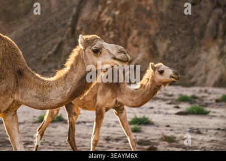 Zwei Dromedarkamele, die durch das goldene Wüstengelände von marsa alam, ägypten, laufen, mit warmem Sonnenlicht, das ihre Mäntel gegen den trockenen Moun hervorhebt Stockfoto