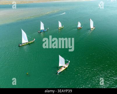 Aus der Vogelperspektive der traditionellen Barcos Moliceiros Segelboote mit ihren weißen Segeln heben sich vom türkisfarbenen Wasser der Lagune Torreira, Aveiro Distric ab Stockfoto